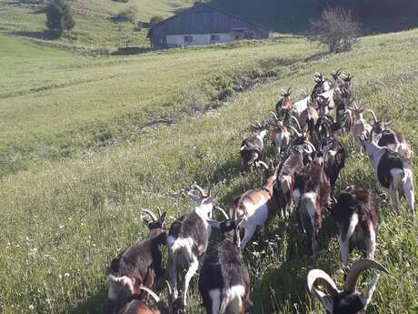 Chèvrerie des Barrettes - Assistez à la traite !