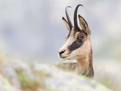 A la découverte des animaux de la montagne