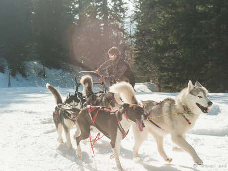 Vorstellung des Berufs des Mushers