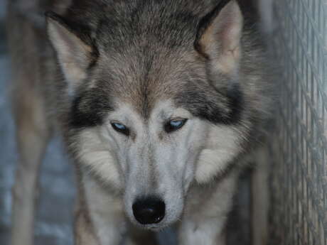Baptême-découverte de la ferme des chiens de traîneaux et secrets d'hiver et de neige