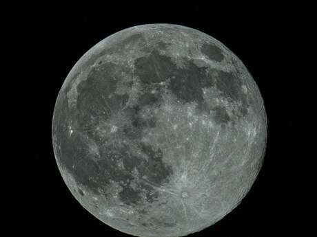 La tête dans les étoiles à la rencontre des animaux célestes