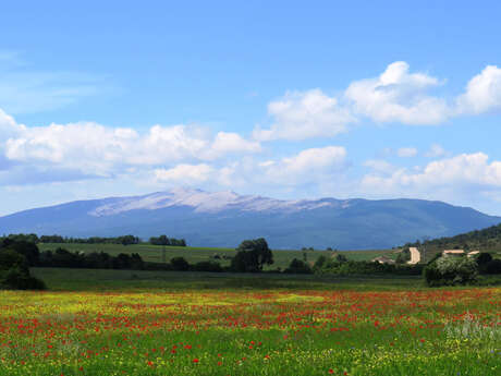 Le Plateau d'Albion