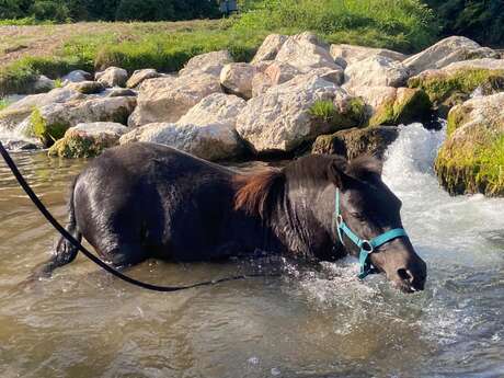 La Petite Cavale d'Erika - Stage poney journée