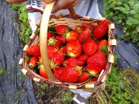 Des Abeilles et des Fruits