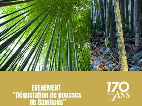 Journée bambou, visite et dégustation