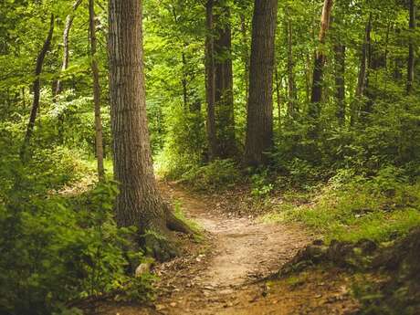 Balade immersion en forêt et découverte de la marche afghane