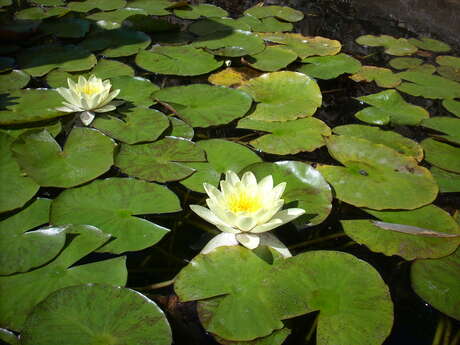Atelier - Méditation en mouvement, danse de l'être