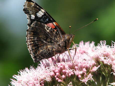 Minute Papillon !
