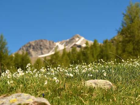 Fleurs ordinaires et extra-ordinaires