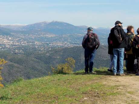 Le Mimosa et le massif du Tanneron- balade guidée par Majorie