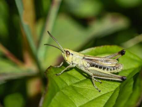 Atelier créatif au jardin pédagogique