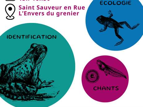 Atelier-quizz "Reconnaissance des amphibiens du Pilat"