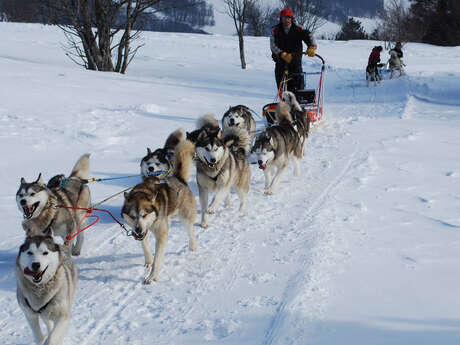 Chiens de traîneau avec Au Hurlement du Crépuscule