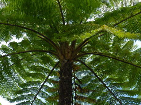 Pedestrian Path of the Great Ferns