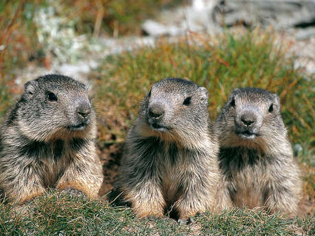 Le clan des marmottes : film en refuge