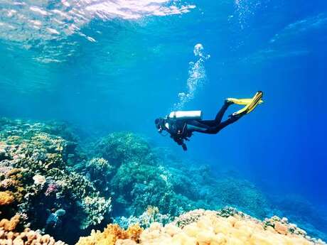 Plongée / Diving