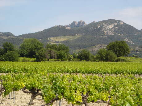 Domaine la Bouscatière