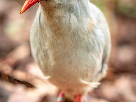 Caledonia Birds - Parc Provincial Zoologique et Forestier