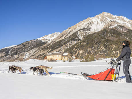 Conduite d'attelage 2 heures - Chiens de Traîneaux en Clarée