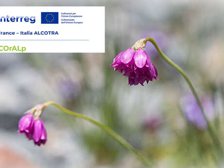 Atelier scientifique : conservation et valorisation de la flore des Alpes latines