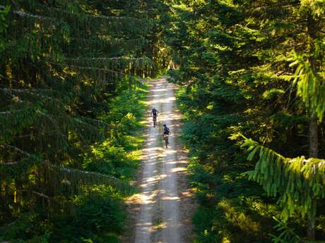 N° 42 - Une forêt grandeur nature - Espace VTT-FFC Massif des Bois Noirs