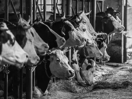 La Ferme Plagne - Fromagerie Fermière