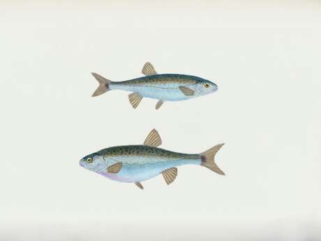 Atelier - Esprit critique et poisson d'avril sur un arbre