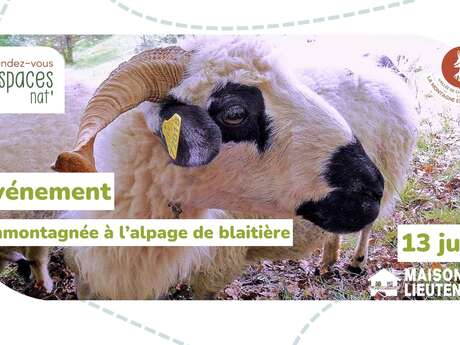 Emmontagnée à l'Alpage de Blaitière