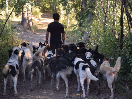 Me, Anéto, a sled dog" educational visit with dogs