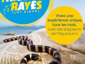 Aventure tricots rayés