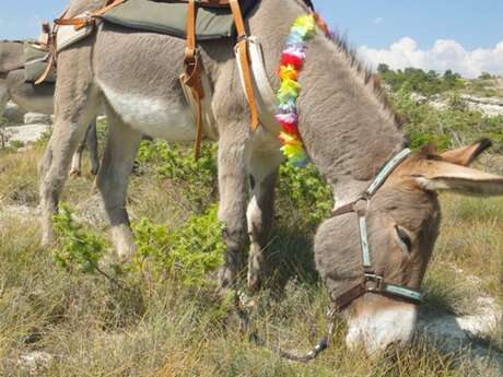 Randonnées libres avec un âne