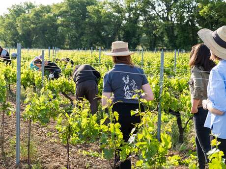 Sentier Vigneron du Château la Croix des Pins