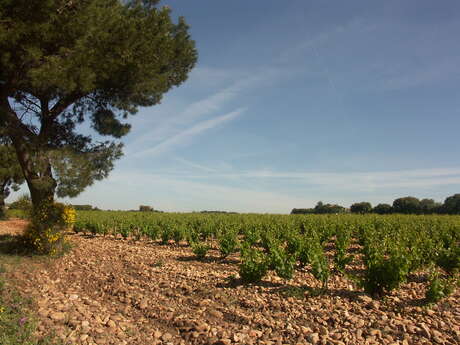 A.O.C Châteauneuf du Pape