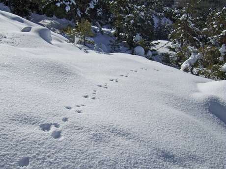 A la découverte des animaux de la montagne du massif du Mercantour : indices de présence et empreintes
