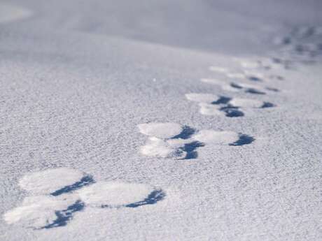 RDV avec le parc national : traces et indices de la faune en hiver