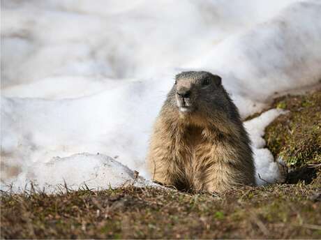 Jeu d'enquête "Marmotte, tu dors ? "