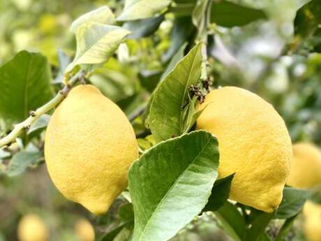 Visit Menton Lemon producer - Pierre Ciabaud - domaine 4 vents - producer Menton Lemon