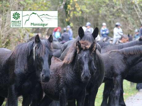 Arrivée des chevaux de Mérens au lac de Montbel