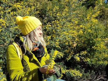 Balades guidées: Tanneron, le mimosa et les plantes à parfum du Massif.