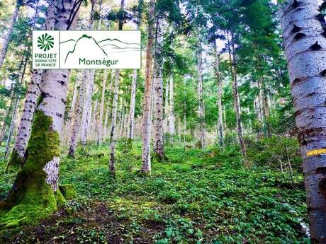 La forêt de Bélesta et la croix de Millet