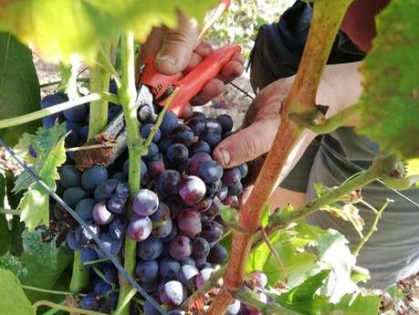 Au cœur de la nature provençale