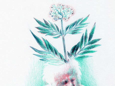 Malherbes, Plantes sorcières du milieu urbain