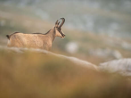 Stages d'observation et de photographie de la faune alpine avec Antoine Corcket