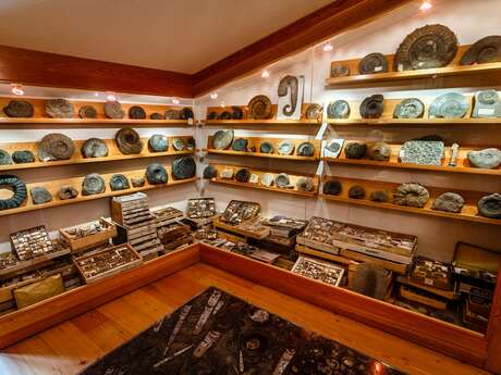 Exposition de fossiles