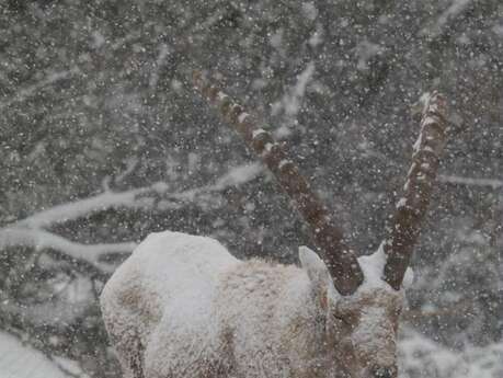 Conférence du Parc national des Ecrins : l'adaptations à hiver