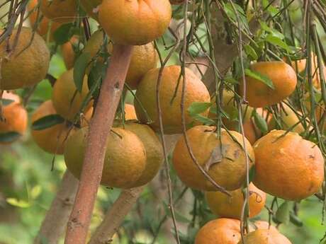Marché spécial Mandarine et fruits à la Tribu d'Emma à Canala