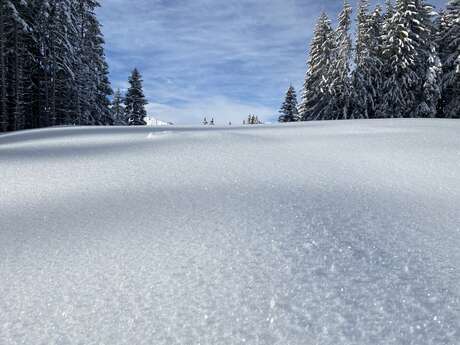 Sortie raquette à neige naturaliste