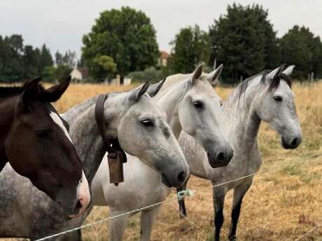 Ecurie Le Pas du Loup