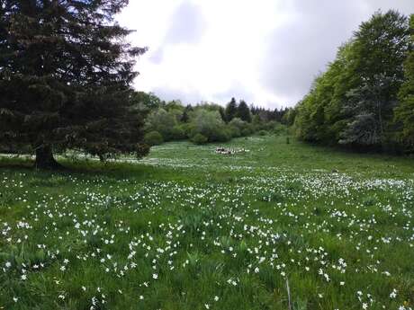 Sortie nature au Plateau de Retord