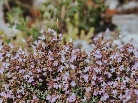 Fête des plantes aromatiques